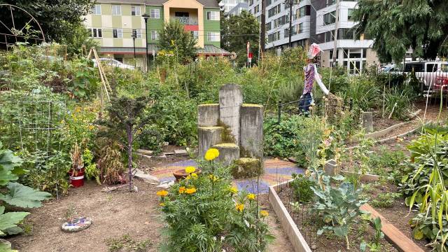 vegetables and flowers grow in a Seattle P-Patch garden, one of the weird things to rent in the city