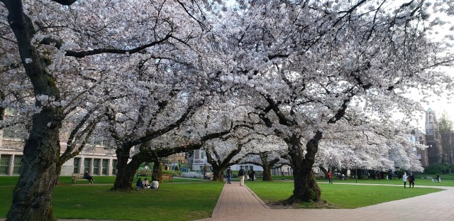 spring blooms in seattle, cherry blossoms in seattle
