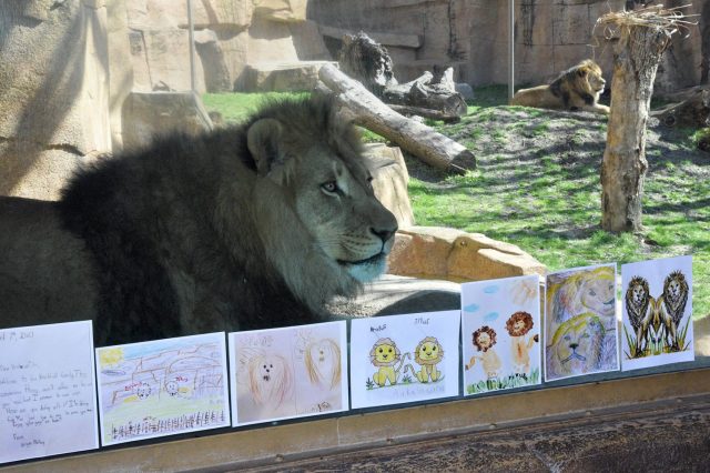 Become a One-Way Pen Pal with Brookfield Zoo’s New Lions