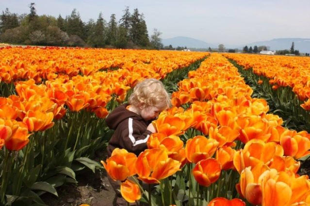 7 Ways to Bring the Skagit Valley Tulip Festival to You