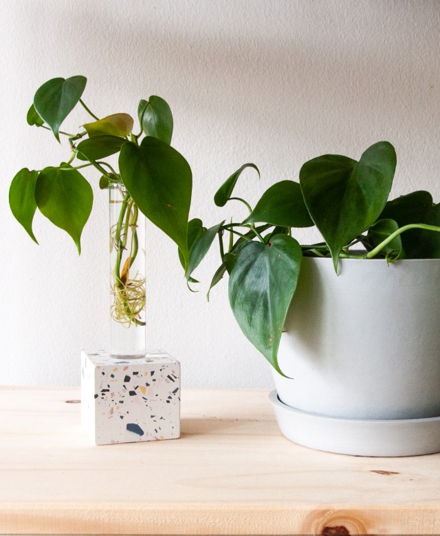 Bloomscape Just Announced New Grow-How Kits & Our Houseplants Are Already Multiplying