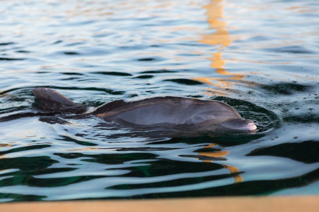 You Can Help This Hearing-Impaired Dolphin Find His Forever Name