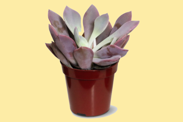 Grab These Sweet Mini Succulents from ALDI While They Last