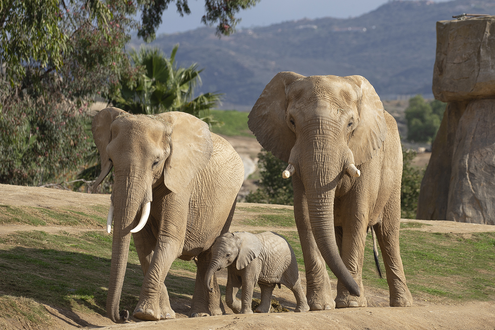 The San Diego Zoo and San Diego Zoo Safari Park Comes Roaring Back