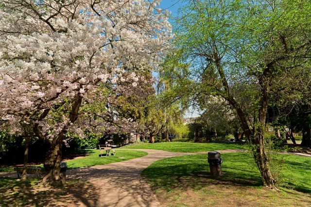 Trees are in bloom at Alan Larkins Park in Seattle, a great picnic spot