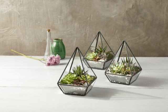 These Geometric Terrariums from ALDI Come Filled with Succulents