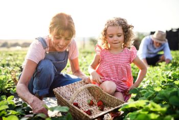 a mom and daughter u-pick strawberries at a farm