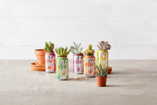 Grab These Mini Succulents at ALDI While They Last