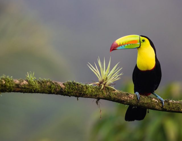 Take Your Family on a Virtual Vacation to Costa Rica with CAMP