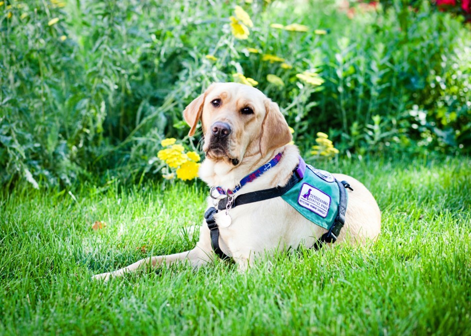 Service Dogs Arriving at Children’s Hospitals Thanks to Dunkin' Dogs ...