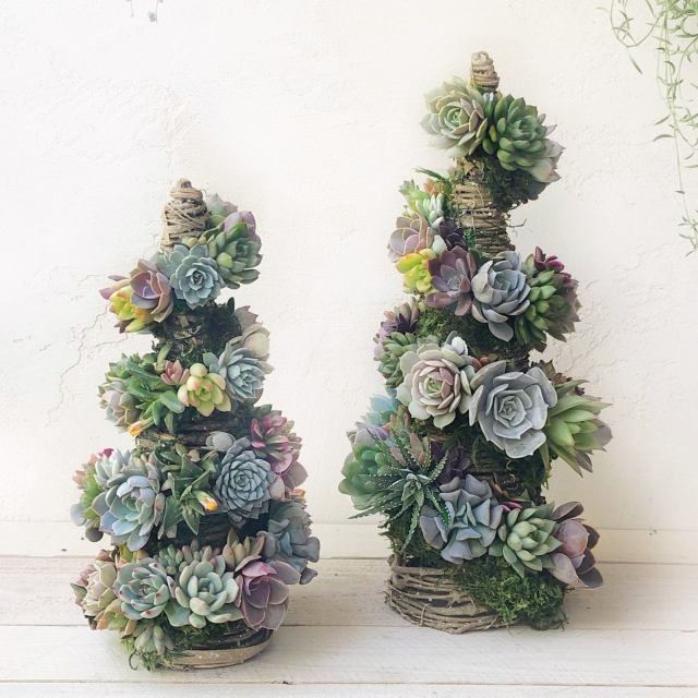 Celebrate Christmas & Beyond with These Succulent Trees