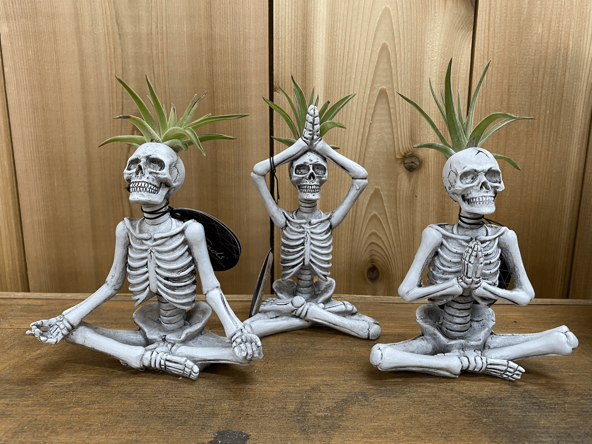 Yoga skeleton (air plant) -- I've had them for three weeks. One is dead,  one is nearly dead, one seems okay. Is that common? : r/traderjoes