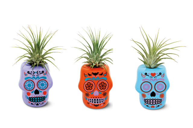 ALDI Is Selling Sugar Skull Succulents & We Can’t Get Enough