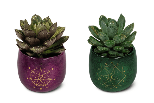 ALDI Is Selling Succulents in Astronomy-Themed Planters