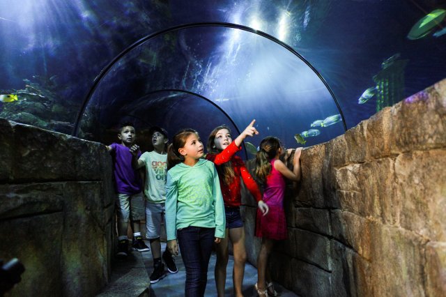 SEA LIFE Aquarium at LEGOLAND San Diego Is Back Open for Business