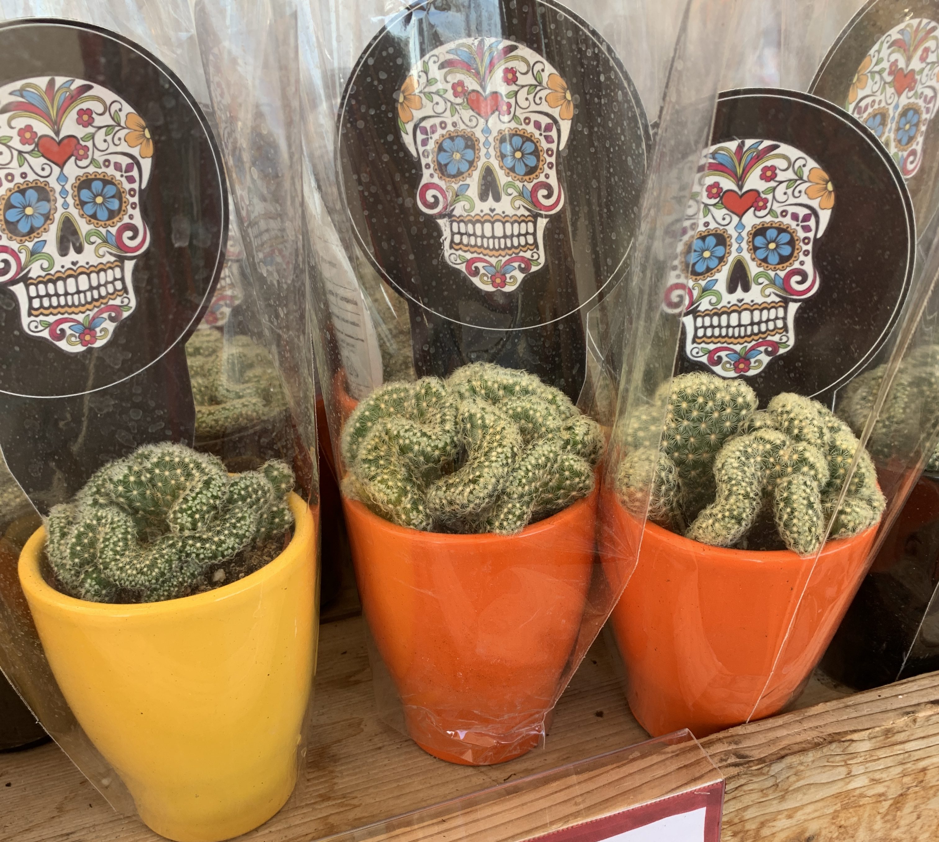 You Can Get Yoga Skeleton Plants for $6 at Trader Joe's This Halloween