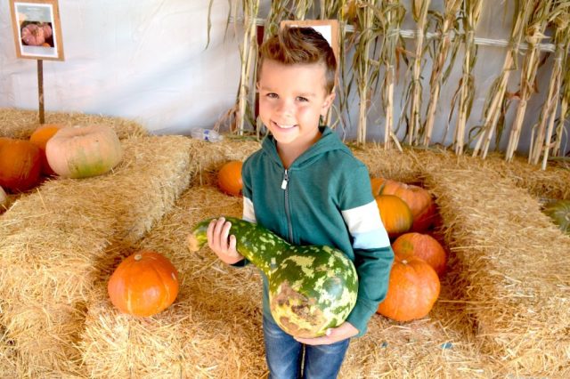 Pumpkin Patch, pumpkins, halloween, harvest, fall, fall festival, fall fun, gourd, hay rides, pumpkin farm