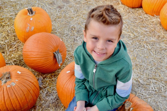 Pumpkin Patch, pumpkins, halloween, fall decorations harvest, fall, fall festival, fall fun, gourd, hay rides, pumpkin farm, scarecrow