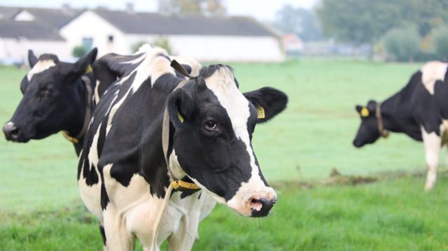 Dairy Farmers of America & Their Cows Are “Zoom-Bombing” Classrooms