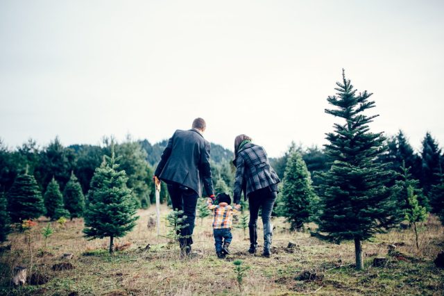From Tree Farms to Lots: Where to Buy Your Christmas Tree in Phoenix