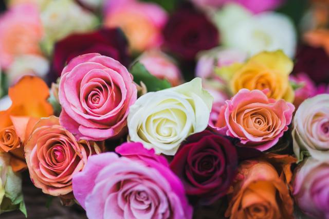 Amazon Prime Sells Fresh Roses by the Dozen Just in Time for Valentine’s Day