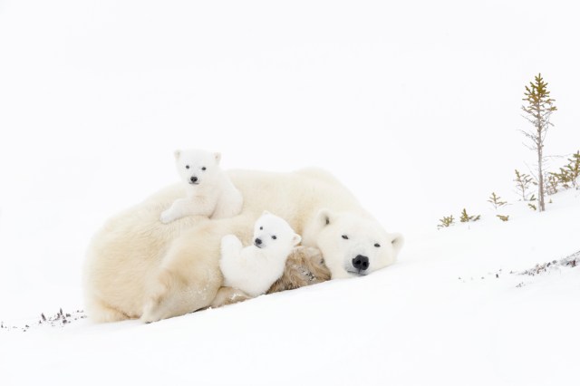 The Detroit Zoo Welcomes Polar Bear Cubs & They’re Bear-y Cute