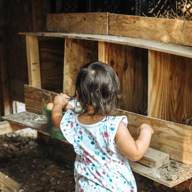 toddler picking eggs from a green basket inside a nesting box