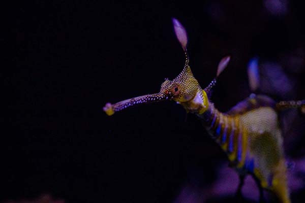 This Leafy Seadragon Cam Is the Calm You Need Right Now - Tinybeans