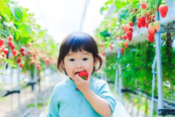 A toddler eats a strawberry