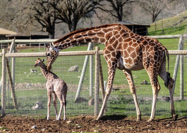 All the Places to Discover New Animals (Including a Baby Giraffe!)