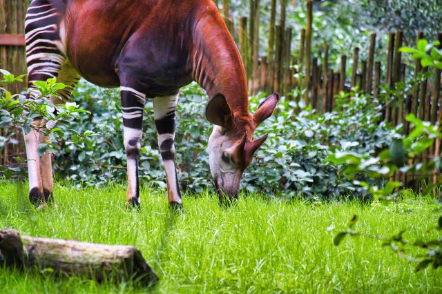 There’s a New Okapi & Here’s Why You Should Celebrate