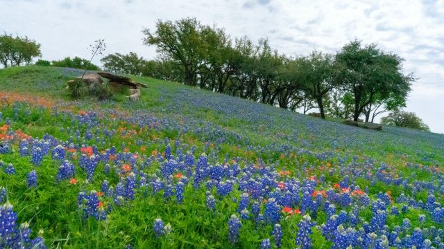 7 Great Places Near Dallas to Spot Wildflowers This Year