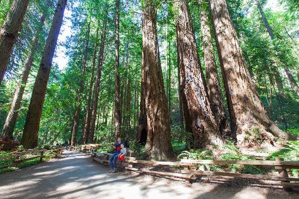 A family enjoys Muir Woods' redwood trees