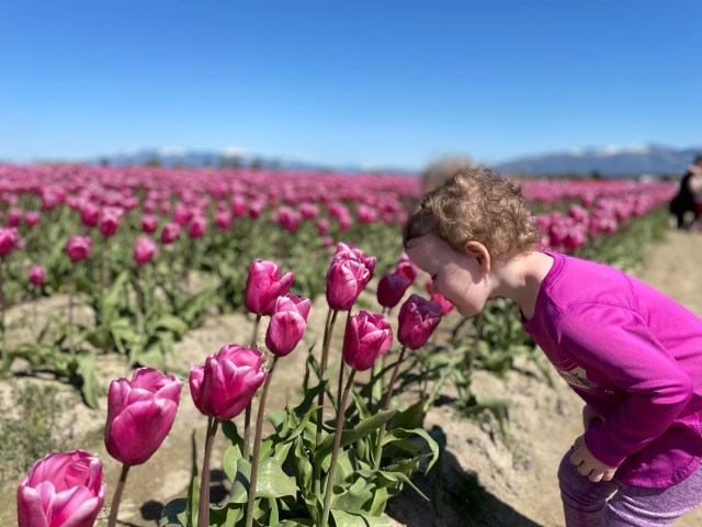 tulip festival skagit valley near seattle