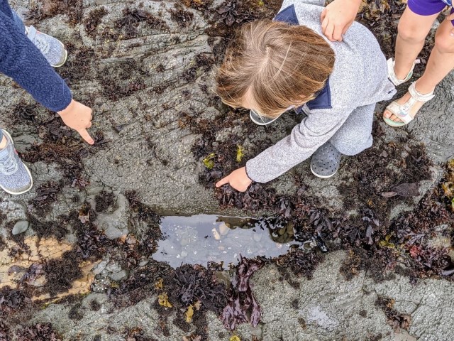 Discover the Best Tide Pools near Los Angeles