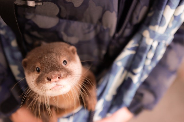 A Wisconsin Zoo Just Welcomed These Otter-ly Adorable Triplets