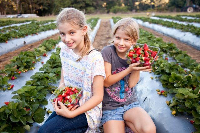 Two girls strawberry berry pick