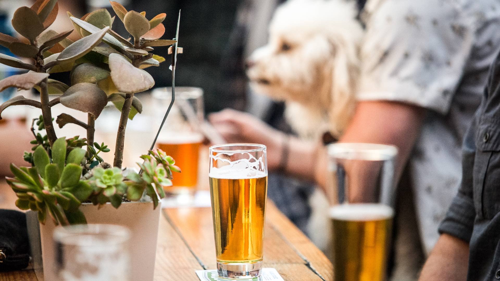 Kid Friendly San Diego Breweries Outdoor Breweries With Food