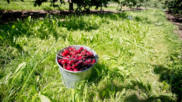 a bucket of cherries in an orchard