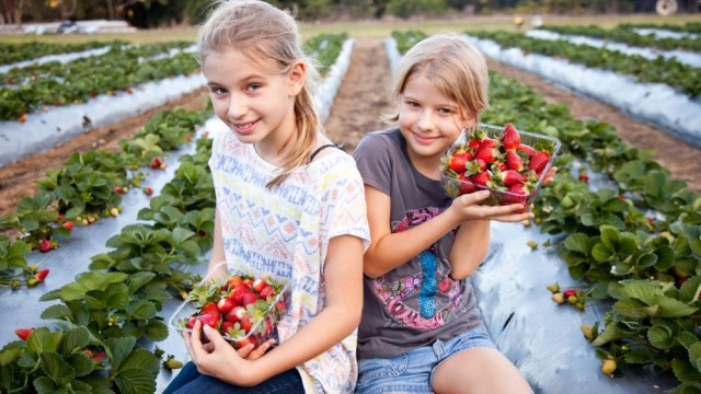 two girls in the fields at a u pick strawberry farm