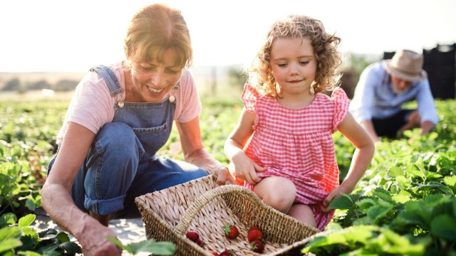 a mother and daughter u-pick strawberries at a farm