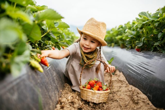 a girl picks strawberries at a u-pick farm