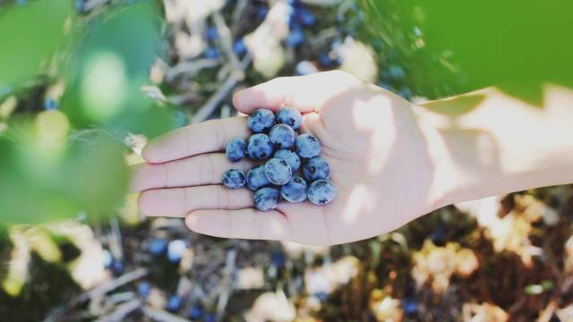 a hand holding berries from a u-pick blueberry farm
