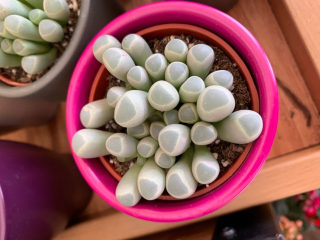Trader Joe’s Sells Baby Toes Succulents & They’re Equally Cute & Creepy