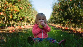 A little girl eats an apple at a u-pick orchard near Chicago
