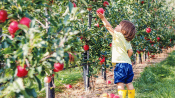 a little boy in yellow rain boots reaches into a tree to pick apples