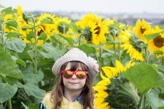 7 Spectacular Sunflower Festivals to Brighten Your Summer