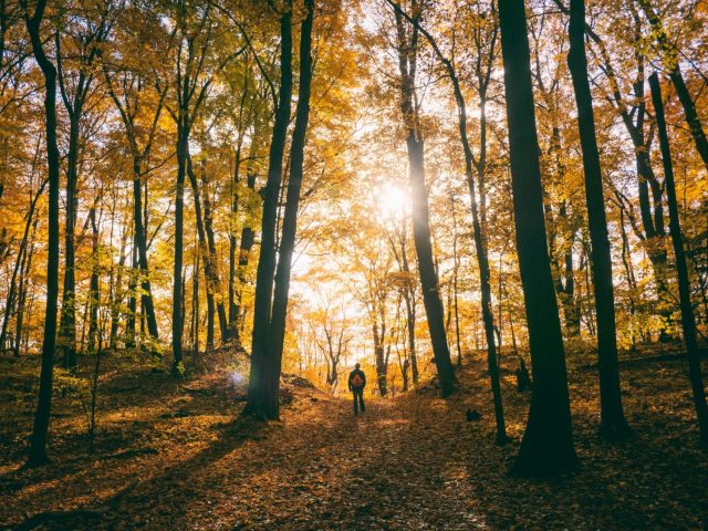 Reconnect with Nature This Fall on These 15 Stunning Bay Area Trails