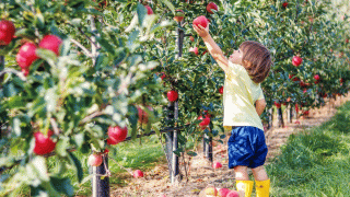 A boy in yellow rain boots reaches into a tree to pick apples