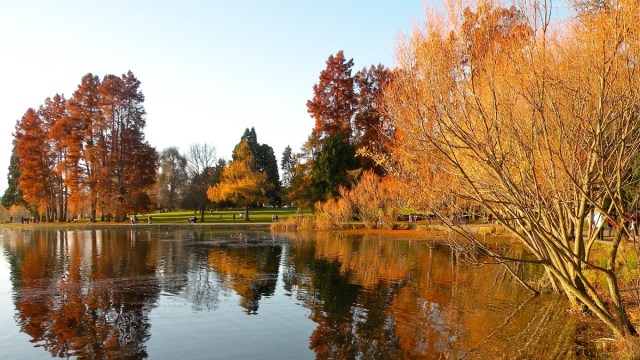fall colors over Green Lake in Seattle with the lake reflecting